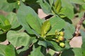 Jatropha unicostata (Euphorbiaceae)